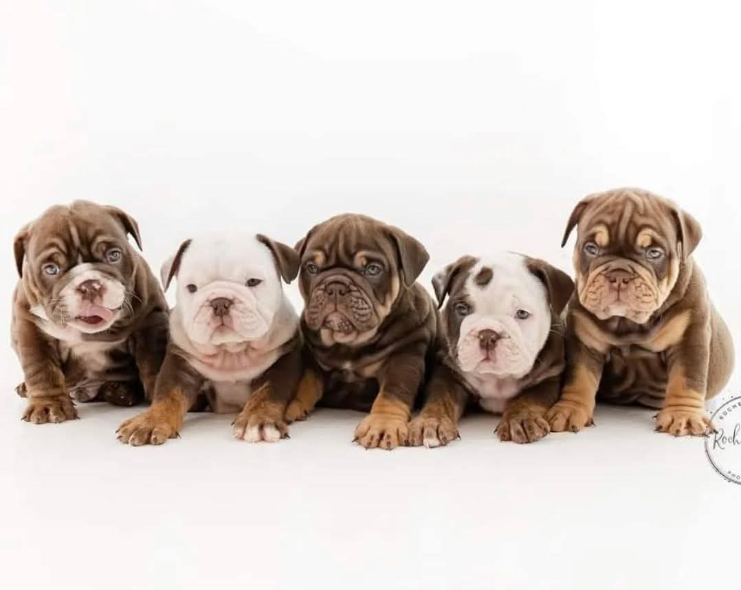 A line of five gorgeous Hollywood Bulldogs AUS British Bulldog puppies