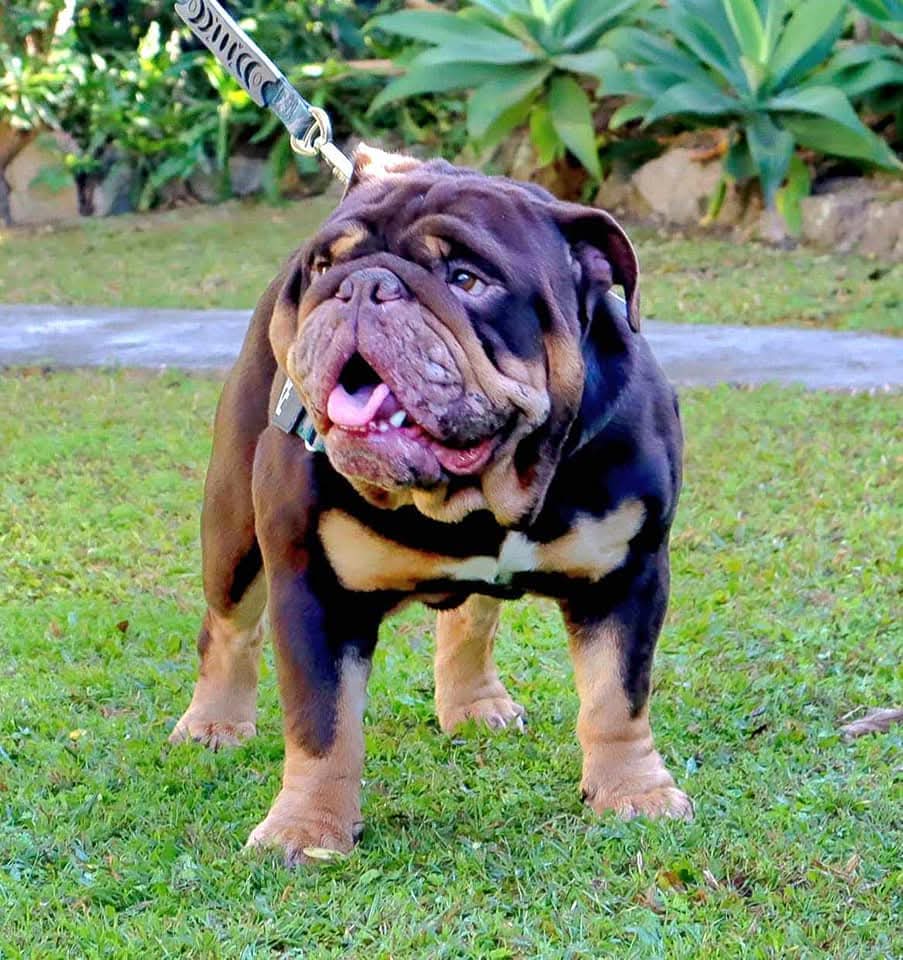 Deuce — the bulldog behind Bulldoggy Co.